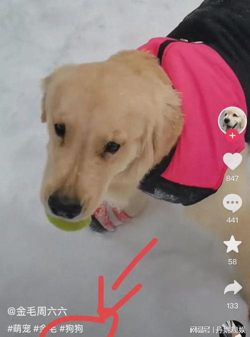 最新宠物爆料视频大全集,萌宠瞬间，笑料横生，尽在这份欢乐盛宴